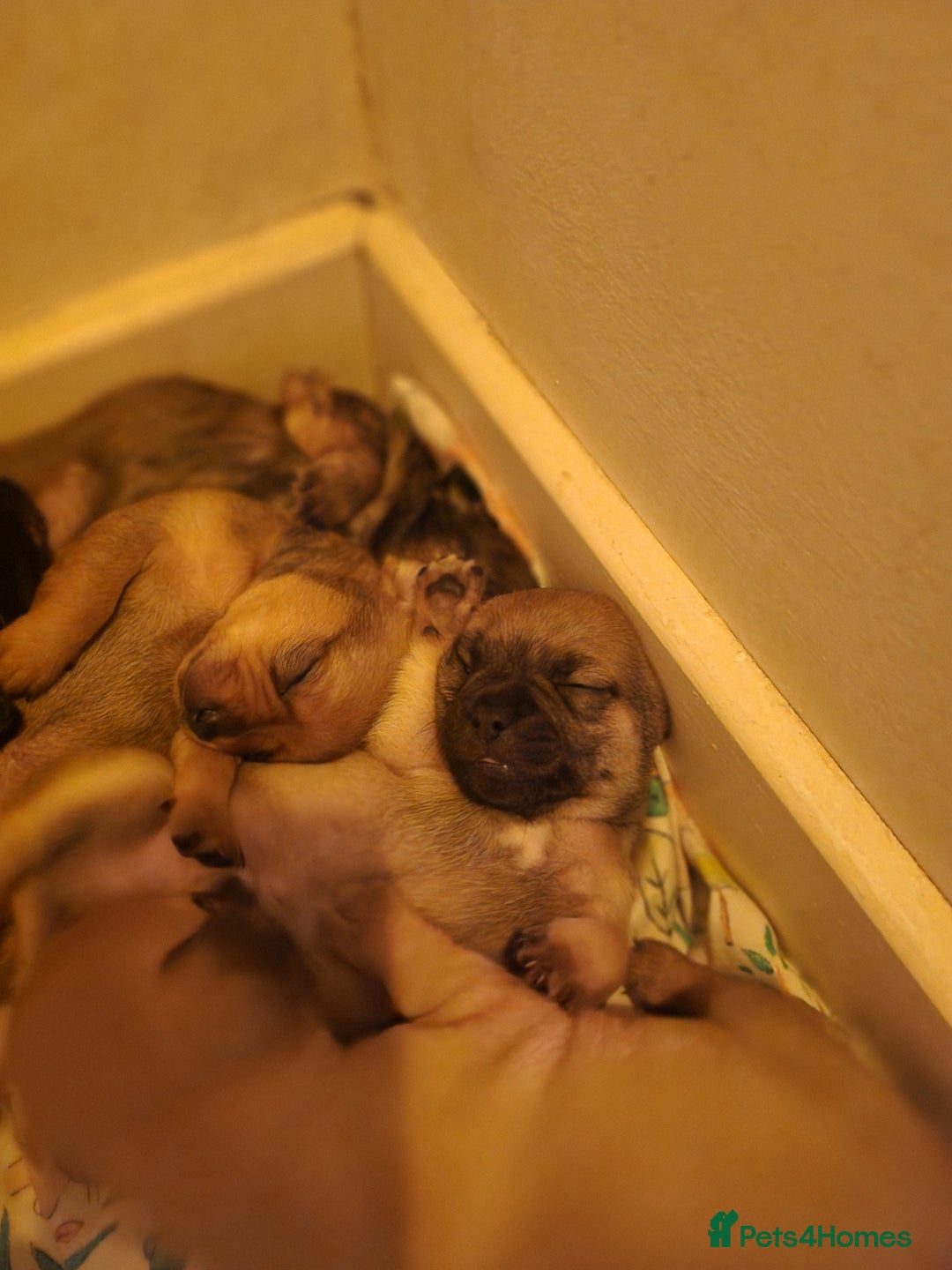 Mixed Breed dogs for sale: Beautiful jackchi puppies  - Image 10