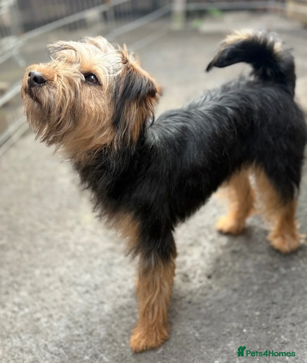 Mixed Breed dogs for sale: Female Patterdale X lakeland Terrier in Mansfield - Advert 6