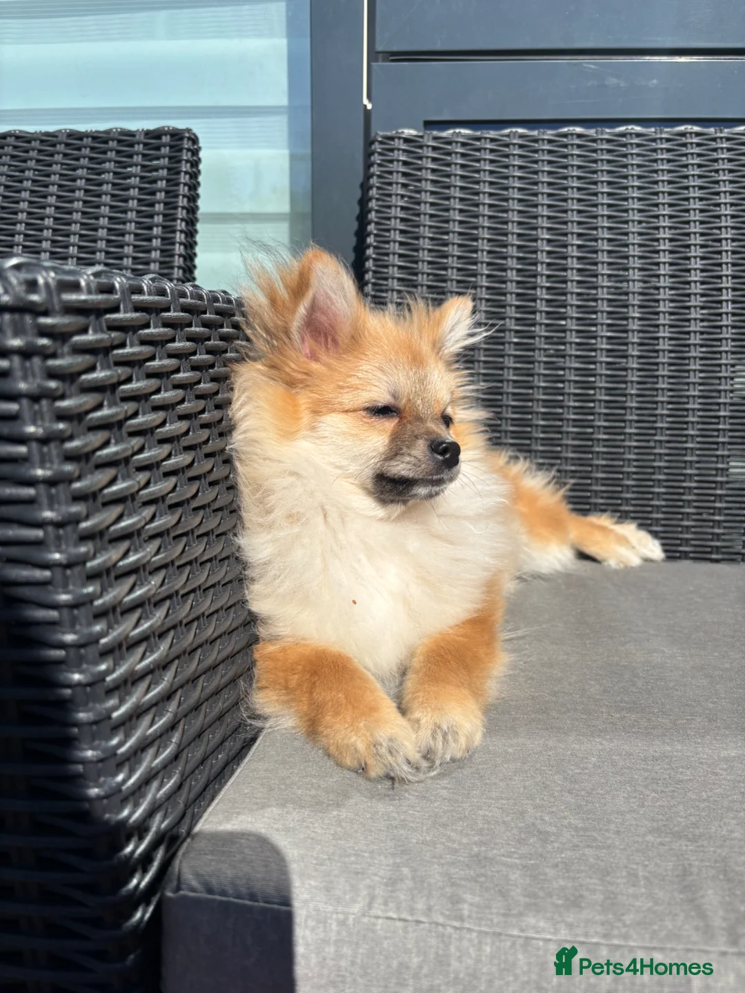 Pomeranian dogs for sale: Adorable Pomeranian boy  Available💫Coco - Advert 1