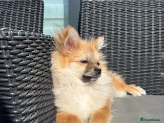 Pomeranian dogs Adorable Pomeranian boy Available💫Coco - Advert 9