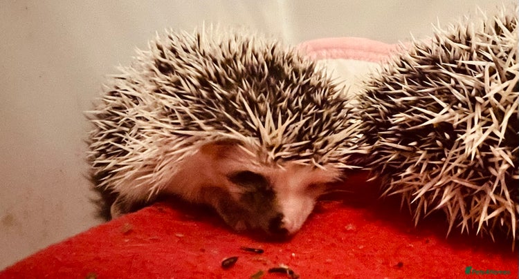 Pygmy Hedgehog rodents - Advert 5