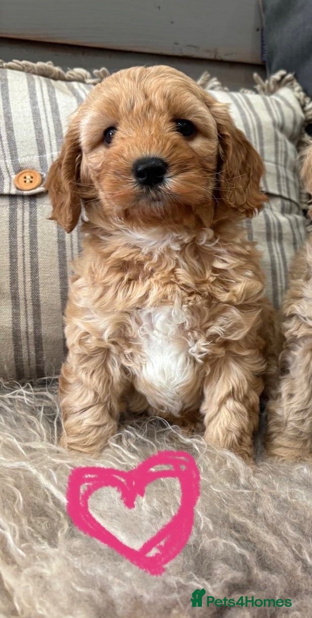 Cavapoochon dogs 🩷💙Beautiful Cavapoochon Puppies💙🩷 - Advert 2
