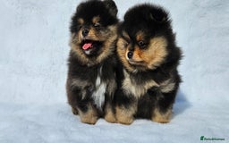 Pomeranian dogs for sale: Tiny Russian-Line Black & Tan Girls – Ready Now - Image 2