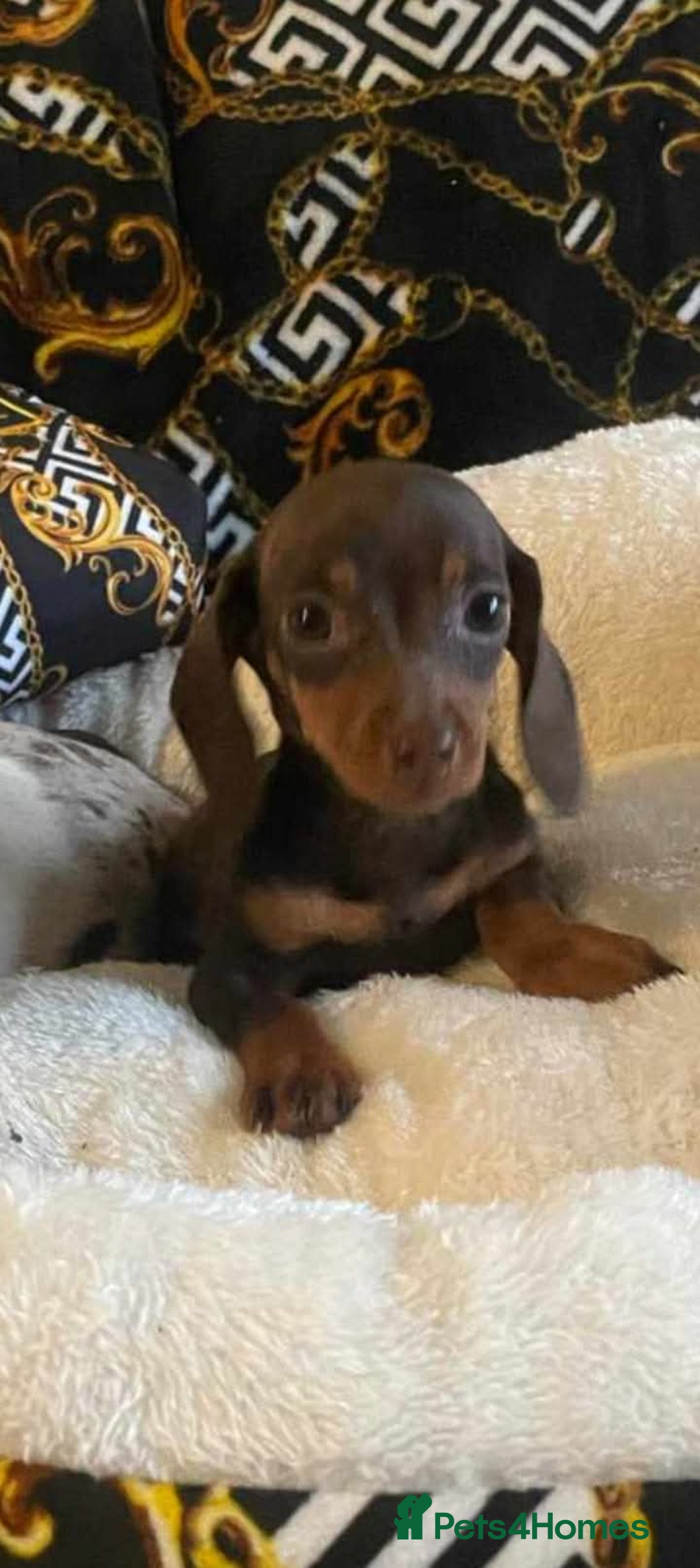 Miniature Dachshund dogs for sale: Miniature dachshund puppies - Advert 1