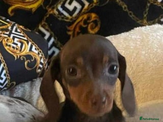 Miniature Dachshund dogs Miniature dachshund puppies - Advert 6