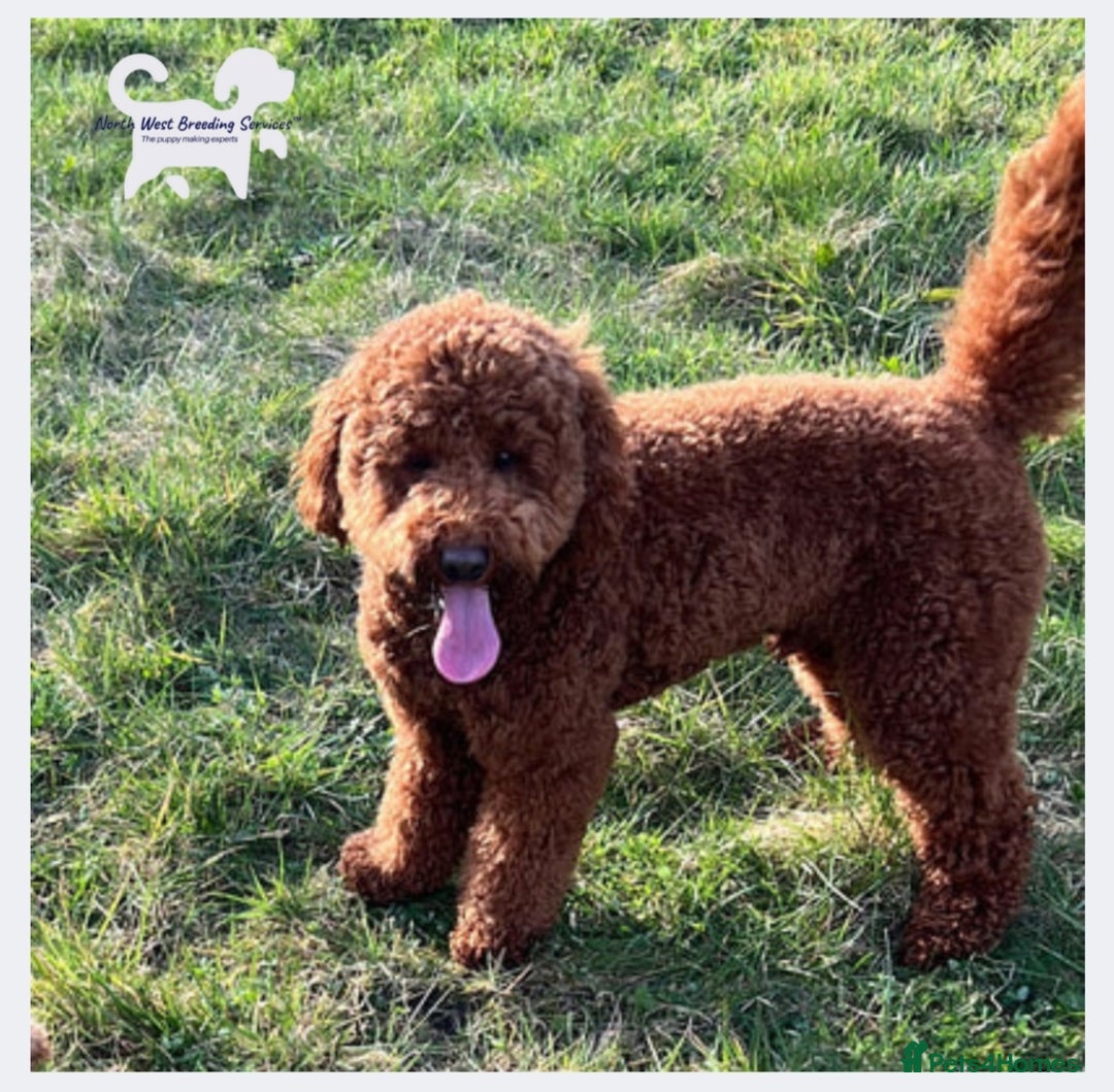 Maltipoo dogs for sale: Stunning Maltipoo Puppies - Image 14