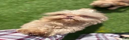 Shih Tzu dogs for sale: Kennel Club Registered Health Tested Puppies  - Advert 3