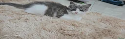 Norwegian Forest Cat cats for sale: Norwegian forest kitten - Advert 10