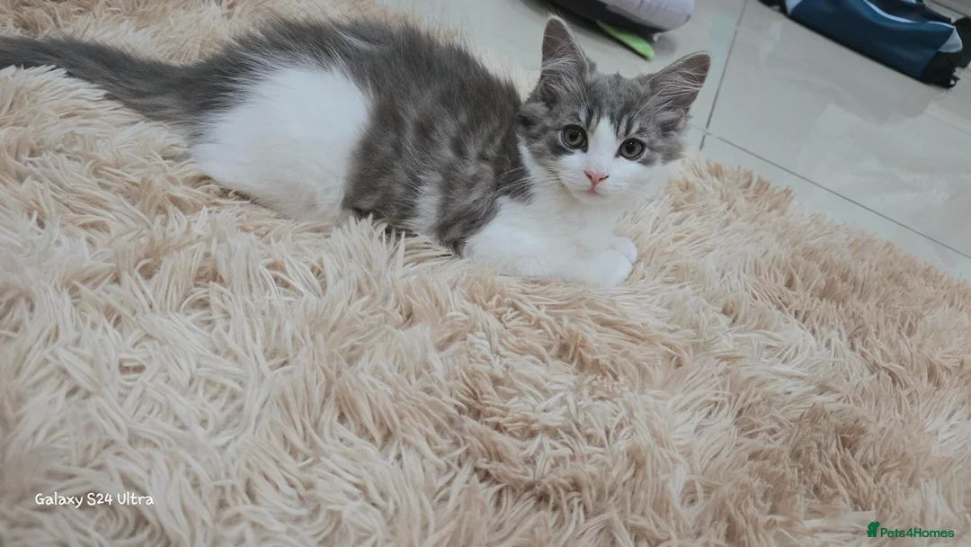 Norwegian Forest Cat cats for sale: Norwegian forest kitten - Advert 10