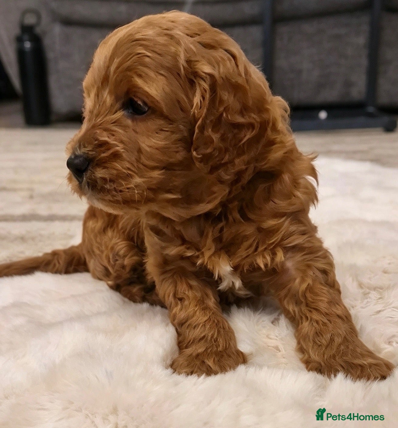 Cockapoo dogs for sale: ❤️🐾Stunning dark fox red F1b cockapoos 🐾❤️ - Advert 21
