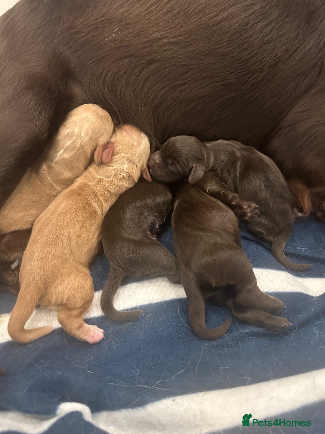 Cocker Spaniel dogs for sale: Beautiful Chocolate/Golden Working Cocker Spaniels - Image 3