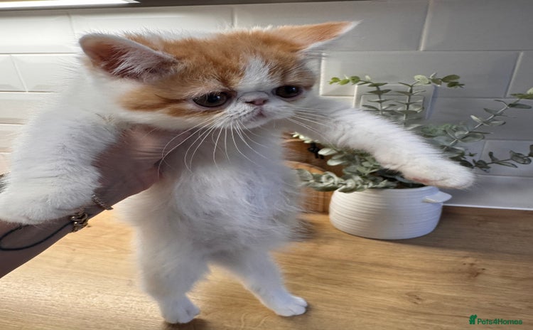 Persian cats - Advert 5