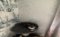 Domestic Shorthair cats for sale: Kittens  - Image 9