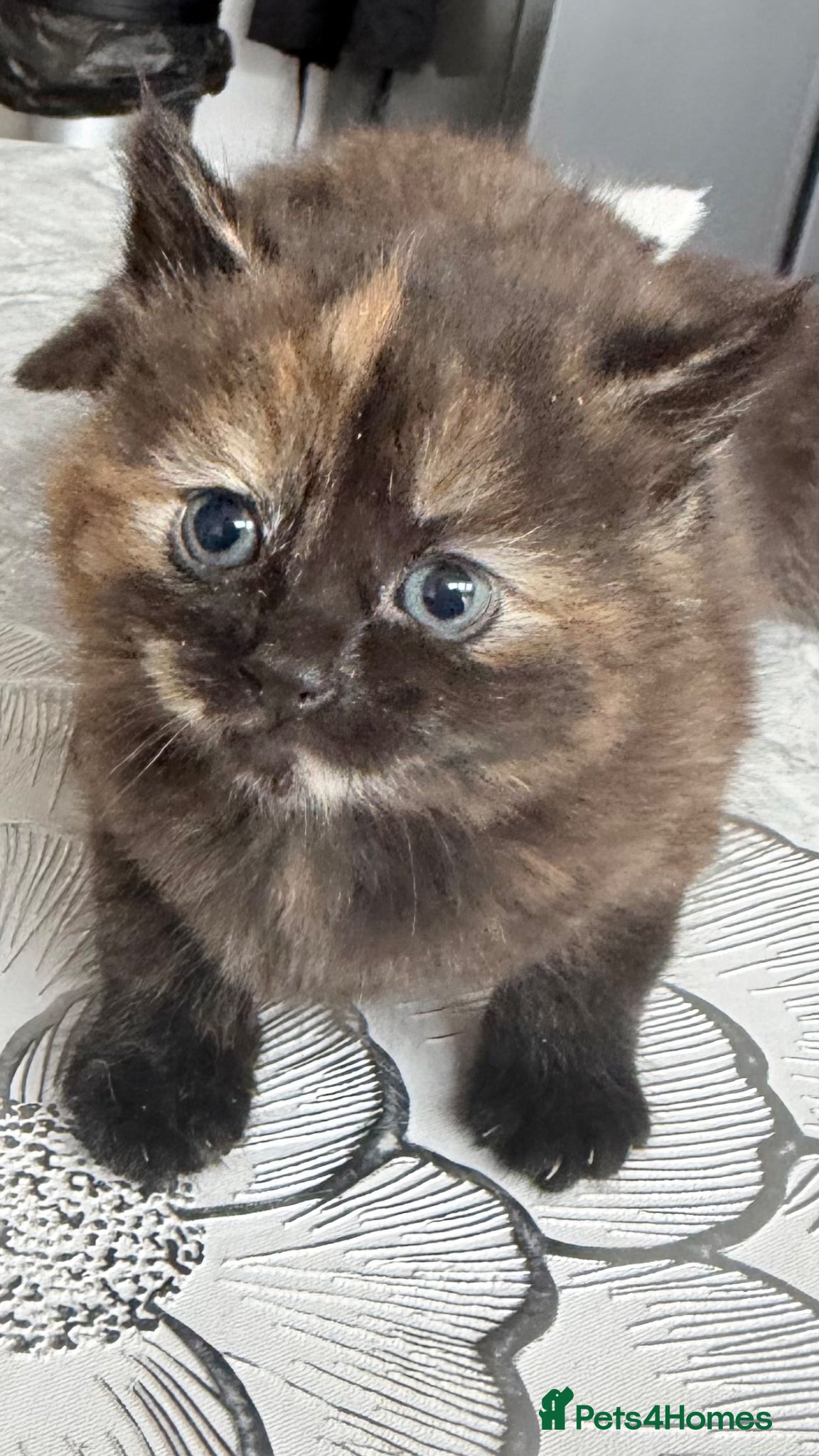 British Longhair cats for sale: Stunning and adorable  - Advert 3