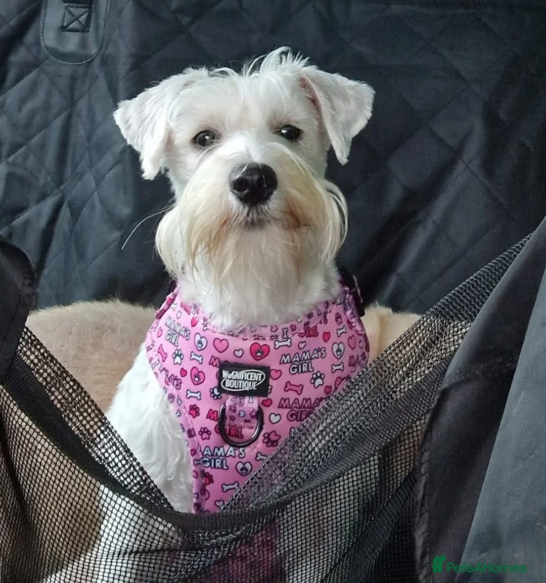 Miniature Schnauzer dogs for sale: Miniature schnauzer puppies  in Dover - Advert 1