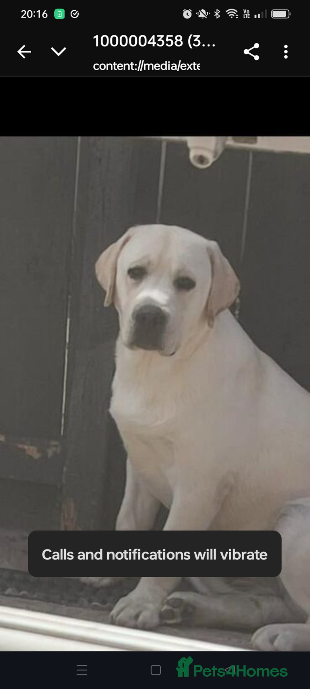 Labrador Retriever dogs for sale: Chunky beautiful ❤️ Yellow puppies . - Advert 6