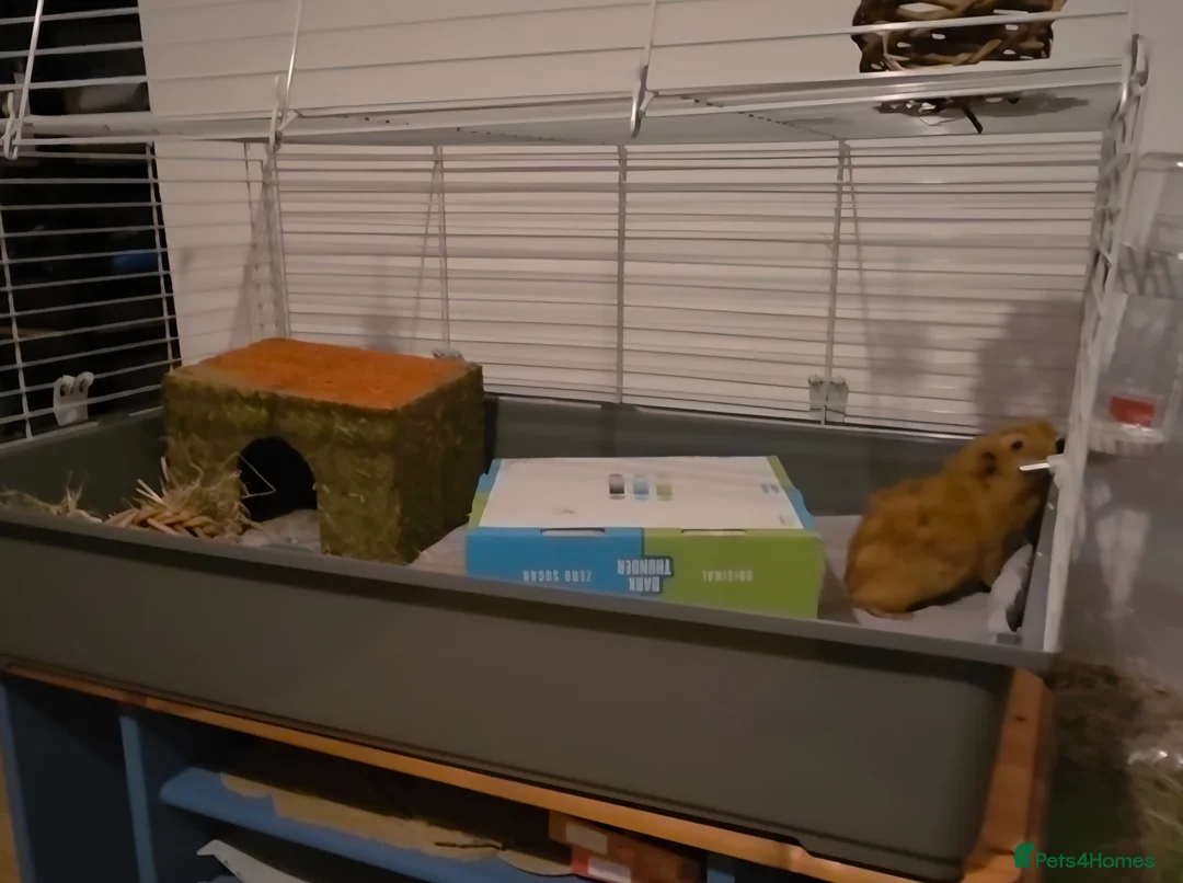 Guinea Pig rodents for sale: 2 male guinea pigs seeking forever home - Advert 6