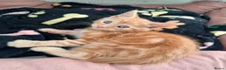 Maine Coon cats for sale: 4 maincoon babies  - Advert 5