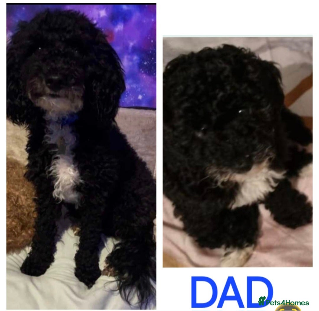 Cavapoo dogs for sale: F1B Cavapoo Puppies  - Advert 3