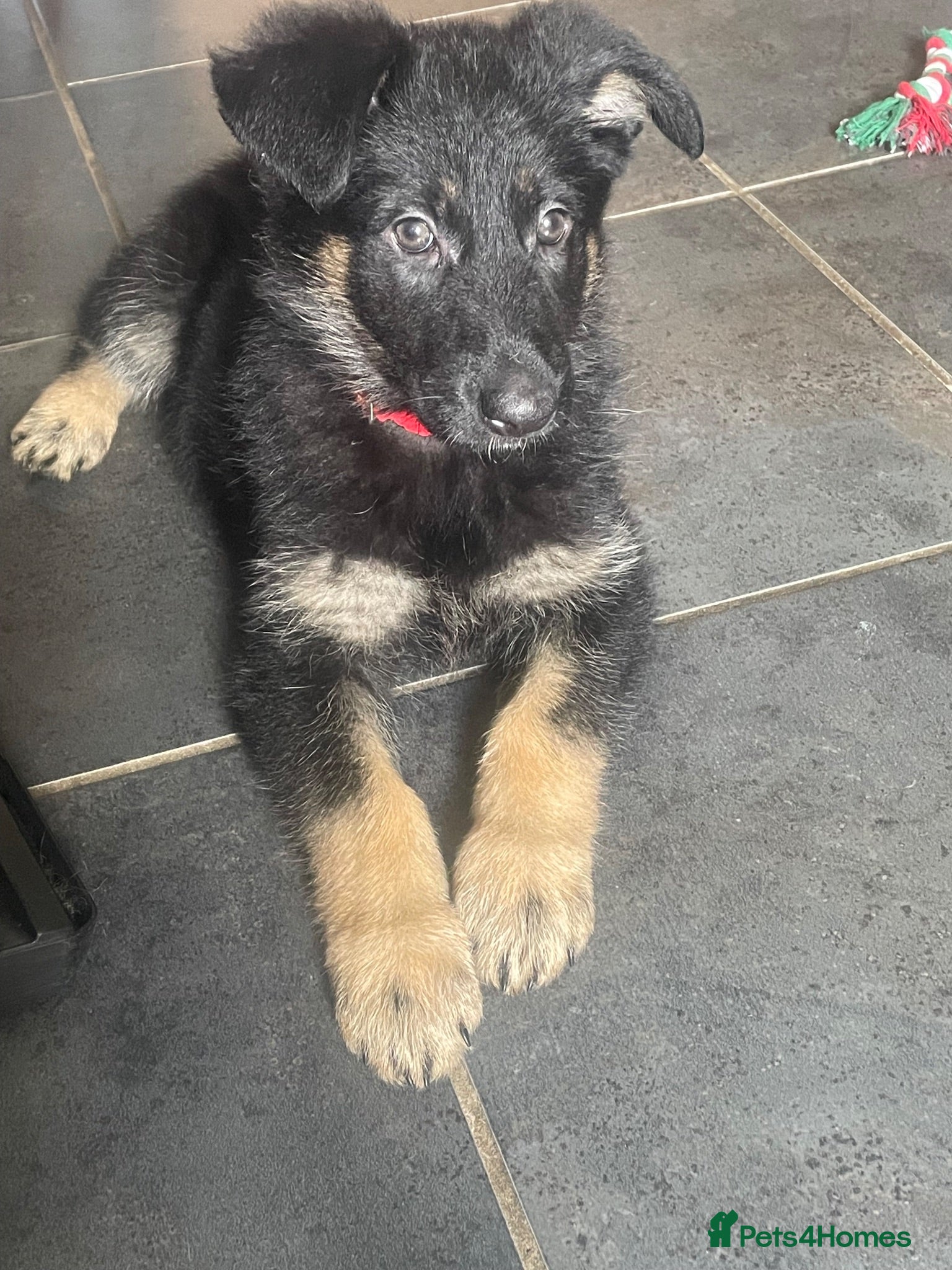 German Shepherd dogs Lovely German shepherd GIRL🐶READY TO LEAVE 💖💙  - Advert 2