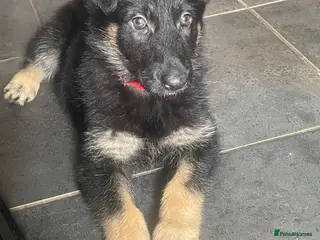 German Shepherd dogs Lovely German shepherd GIRL🐶READY TO LEAVE 💖💙 - Advert 2
