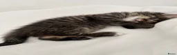 Maine Coon cats for sale: 🐾 Beautiful Maine Coon Kittens Ready Now! 🐾 - Advert 9