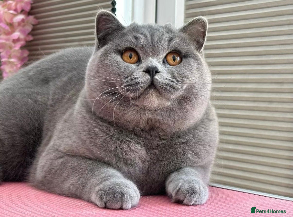 British Shorthair cats Beautiful Champion Female - Advert 3