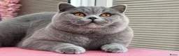British Shorthair cats for sale: Beautiful Champion Female - Advert 1