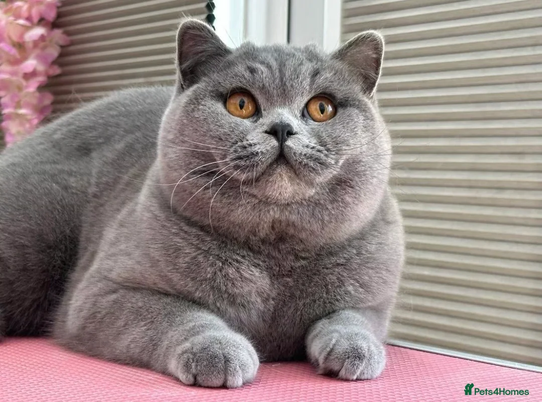 British Shorthair cats for sale: Beautiful Champion Female - Advert 1