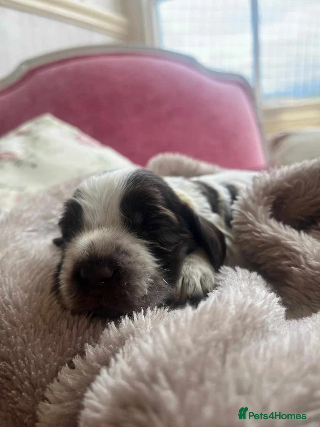 Cocker Spaniel dogs for sale: SHOW KC Registered, true to type, Cocker Spaniels - Advert 2