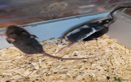 Rat rodents for sale: 4 beautiful Male Rats - Image 4
