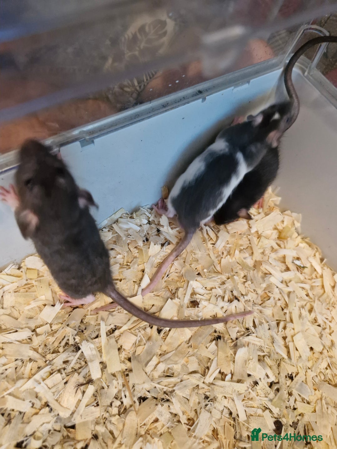 Rat rodents for sale: 4 beautiful Male Rats - Image 4