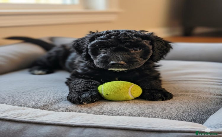Cockapoo dogs - Advert 10