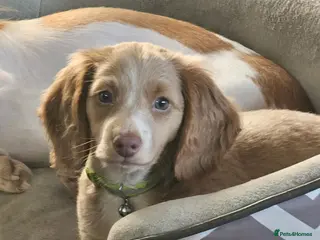 Miniature Dachshund dogs 🐾A rare pair of identical twins🐾 - Advert 2