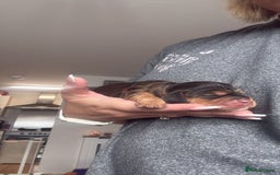 Cocker Spaniel dogs for sale: Gorgeously adorable Show Cocker Spaniels - Advert 8