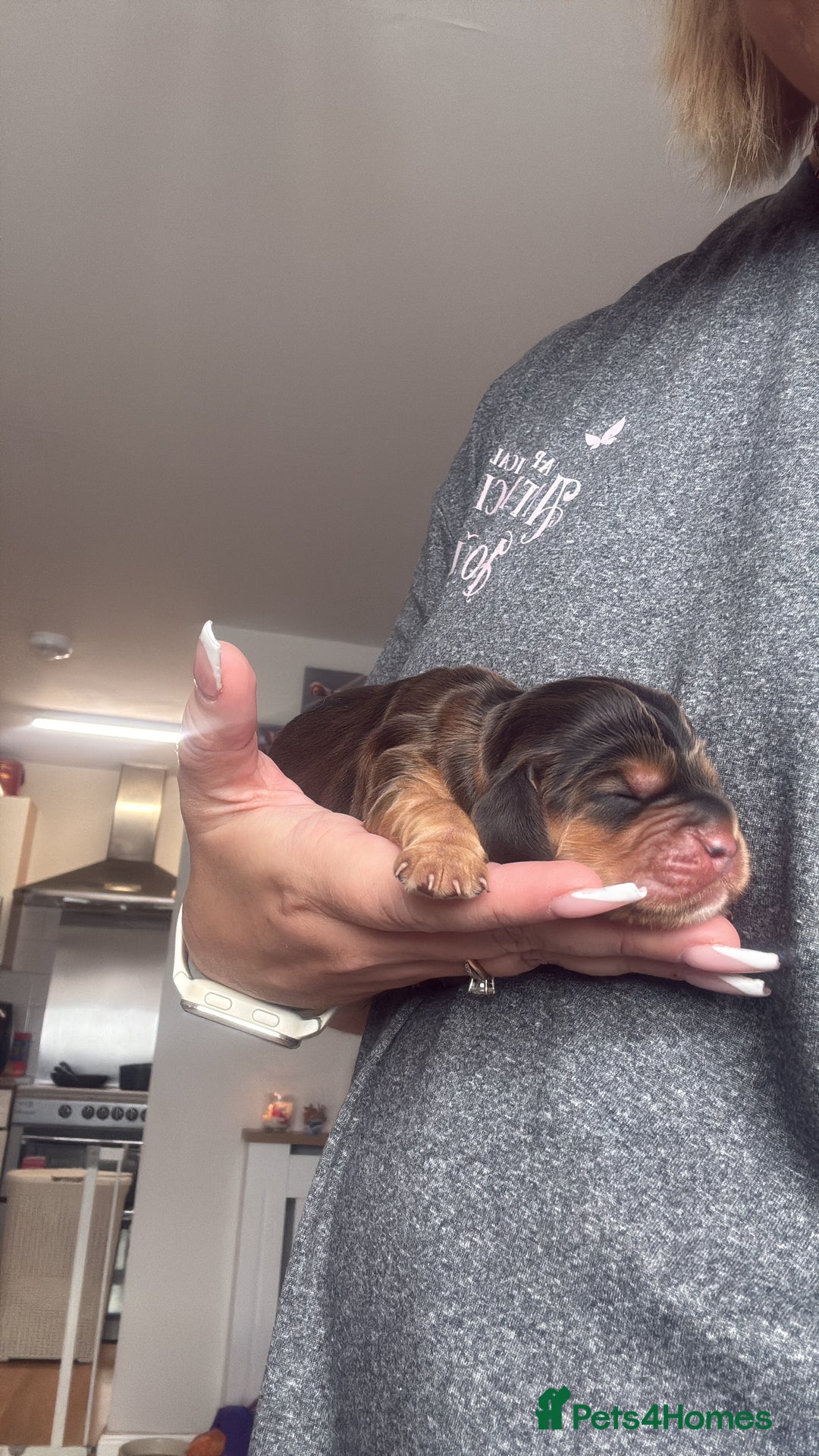 Cocker Spaniel dogs for sale: Gorgeously adorable Show Cocker Spaniels - Advert 8