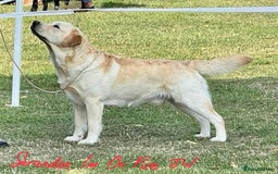 Labrador Retriever dogs for stud: Bruce - Image 1