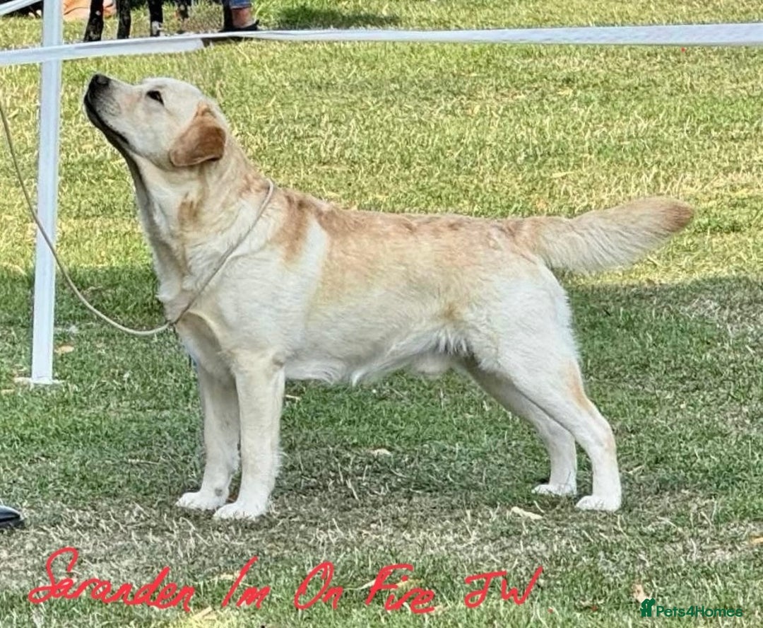 Labrador Retriever dogs for stud: Bruce - Image 1