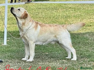 Labrador Retriever dogs - Advert 24