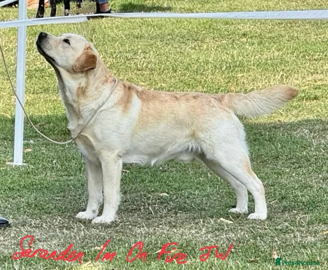 Labrador Retriever dogs for stud: Bruce - Advert 1