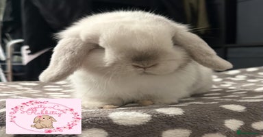 Mini Lop rabbits - Advert 9
