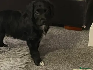 Mixed Breed dogs Beautiful Cockapoo/Border Collie mix - Advert 4