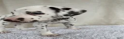 Dalmatian dogs for sale: Dalmatian Puppies  - Advert 13