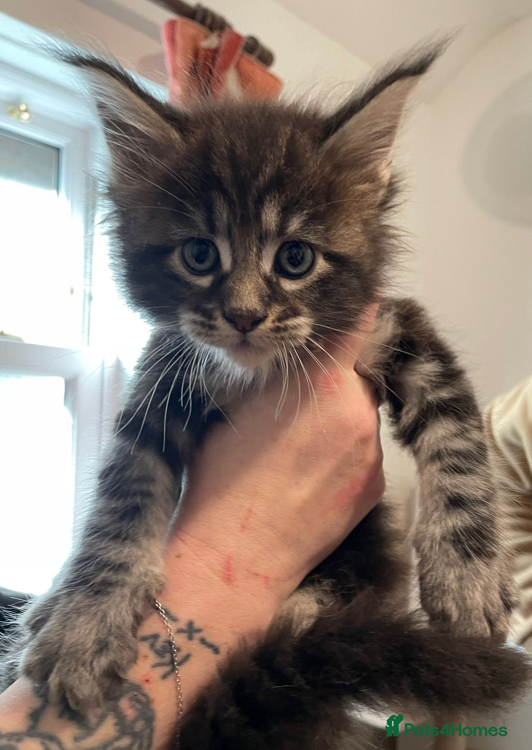 Maine Coon cats for sale: GCCF registered Maine Coon kitten - Advert 7