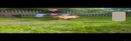American Bully dogs for sale:  pocket bully  - Advert 6
