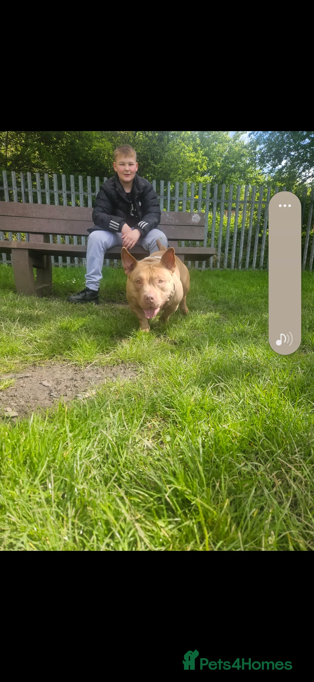 American Bully dogs for sale:  pocket bully  - Advert 6
