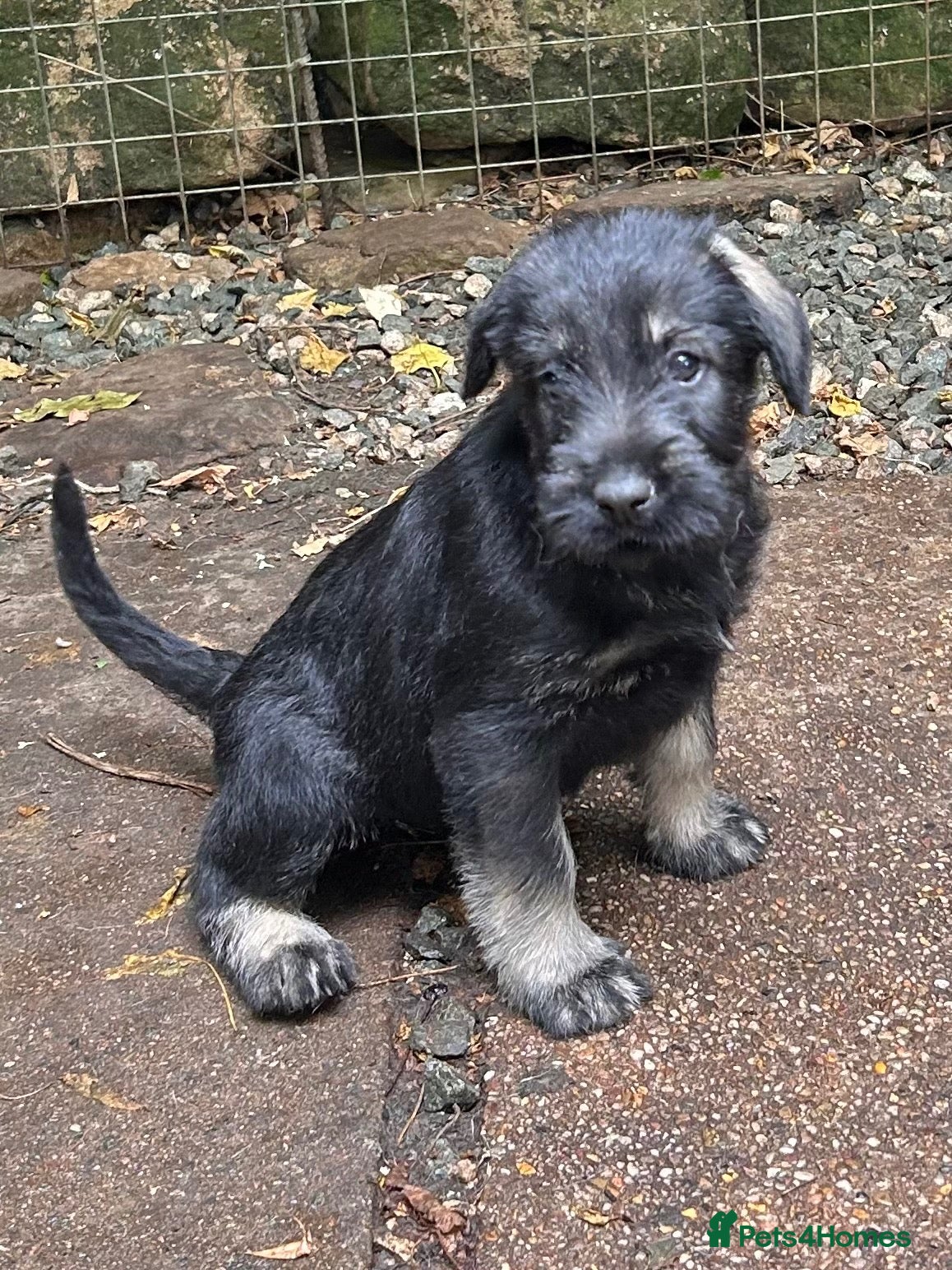 Schnauzer dogs Giant schnauzer pepper and salt male pup - Advert 4