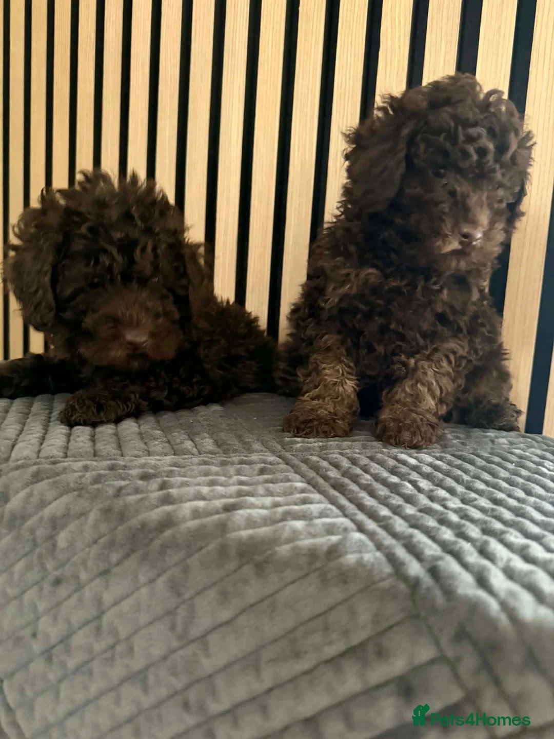Poodle dogs for sale: Poodle ready to go  - Advert 7