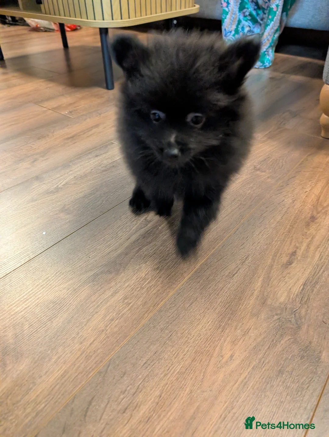 Pomeranian dogs for sale: Miniature Pomeranians - Advert 11