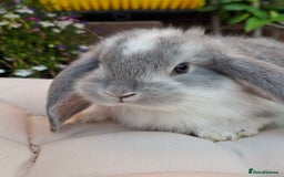 French Lop rabbits for sale: Pure bred french lop babies - Image 9